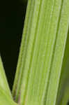 Wild parsnip